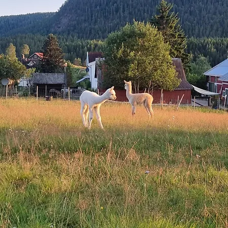 Lavvo Med Glasstak 롯지